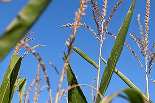 Aufnahme im Niederhöchstädter Feld